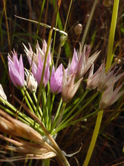 Allium unifolium