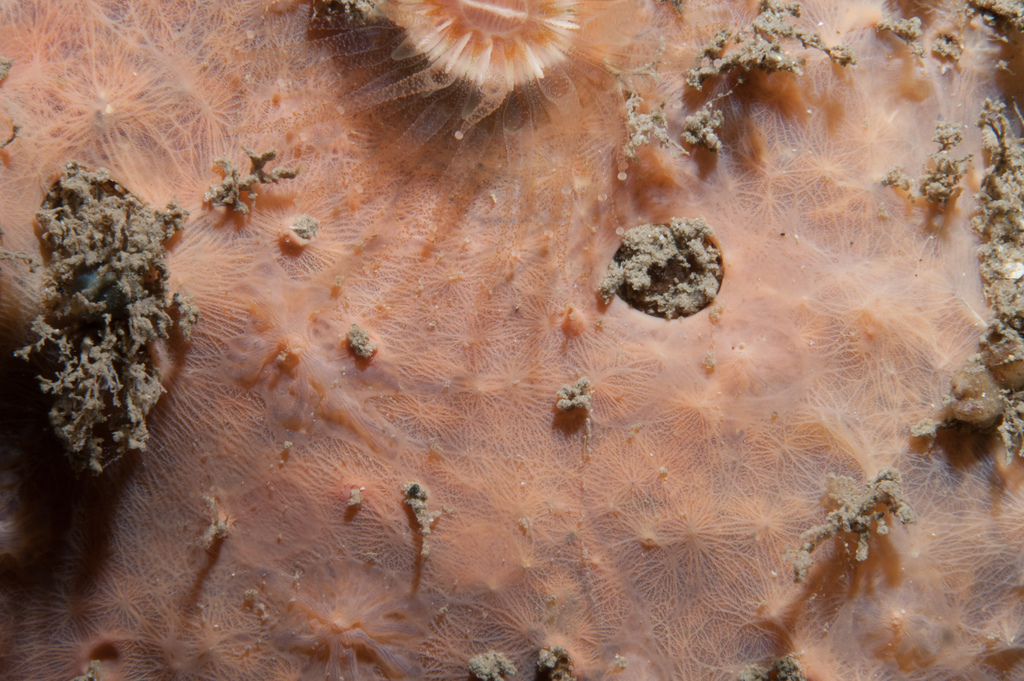 Hexadella topsenti