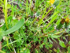 Taraxacum lacistophyllum