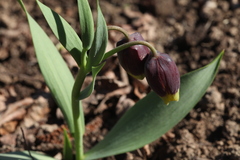 Fritillaria michailovskyi