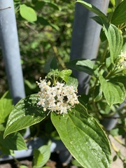 Cornus sericea