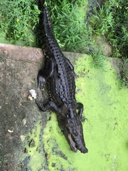Crocodylus moreletii