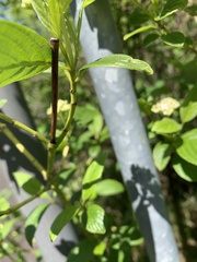 Cornus sericea