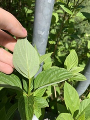 Cornus sericea