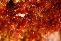 Diaphorodoris papillata image