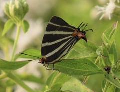 Panthiades bathildis