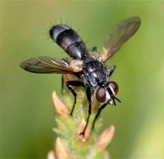 Cylindromyia