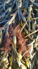 Vertebrata lanosa