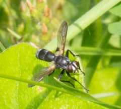 Cylindromyia