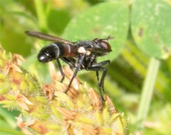 Cylindromyia