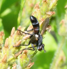 Cylindromyia