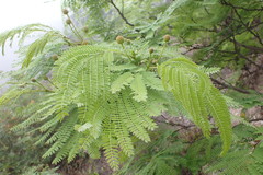Leucaena greggii
