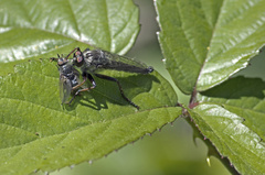 Neoitamus cyaneocinctus