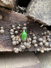 Macraspis pseudochrysis