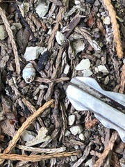 Gastrocopta armifera