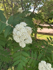 Sorbus