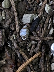 Gastrocopta armifera