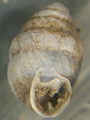 Gastrocopta armifera