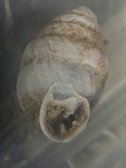 Gastrocopta armifera