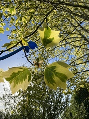 Liriodendron tulipifera