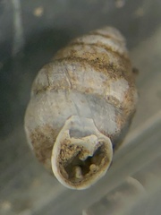 Gastrocopta armifera