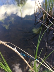 Coenagrion pulchellum