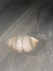 Gastrocopta armifera