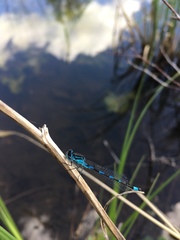 Coenagrion pulchellum