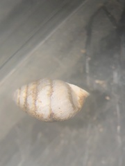 Gastrocopta armifera