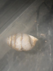 Gastrocopta armifera