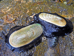 Scutus antipodes