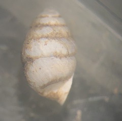 Gastrocopta armifera