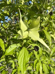 Cornus
