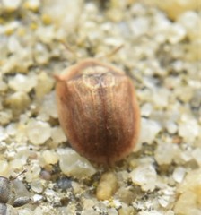Hypocassida subferruginea