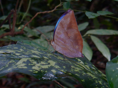 Zeuxidia amethystus amethystus