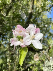 Malus domestica