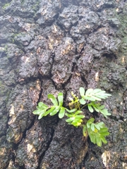 Pleopeltis michauxiana