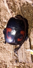 Hister quadrimaculatus