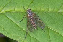 Rhagio maculatus