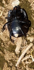 Hister quadrimaculatus