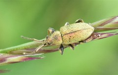 Phyllobius betulinus