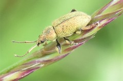 Phyllobius betulinus