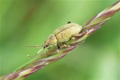 Phyllobius betulinus