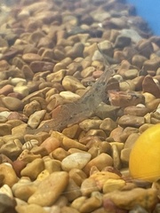 Palaemon antennarius