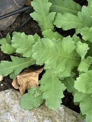 Papaver somniferum