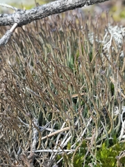 Cladonia cornuta cornuta