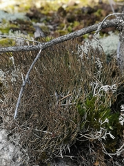 Cladonia cornuta cornuta