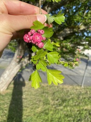 Crataegus monogyna