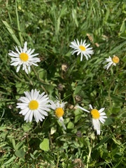 Bellis perennis
