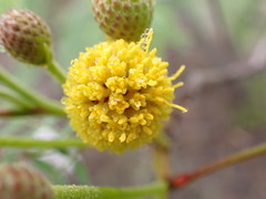 Leucaena greggii